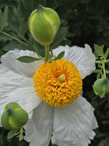 iNaturalist observation photo of Coulter's matilija poppy