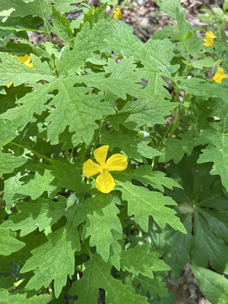 Celandine Poppy from Lippold Park, North Aurora, IL, US on May 4, 2024 ...