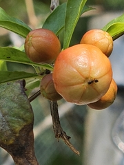 Punica granatum image