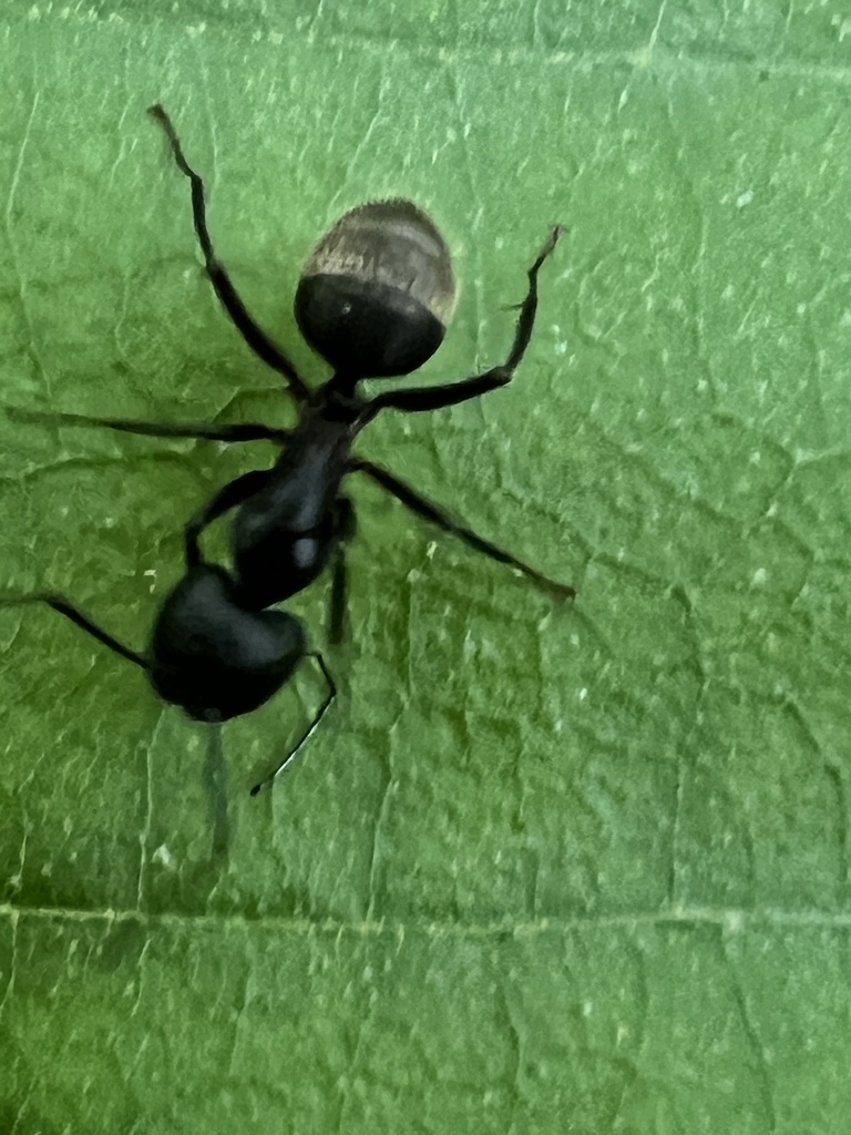 Eastern Black Carpenter Ant from Petit Jean State Park, Morrilton, AR ...