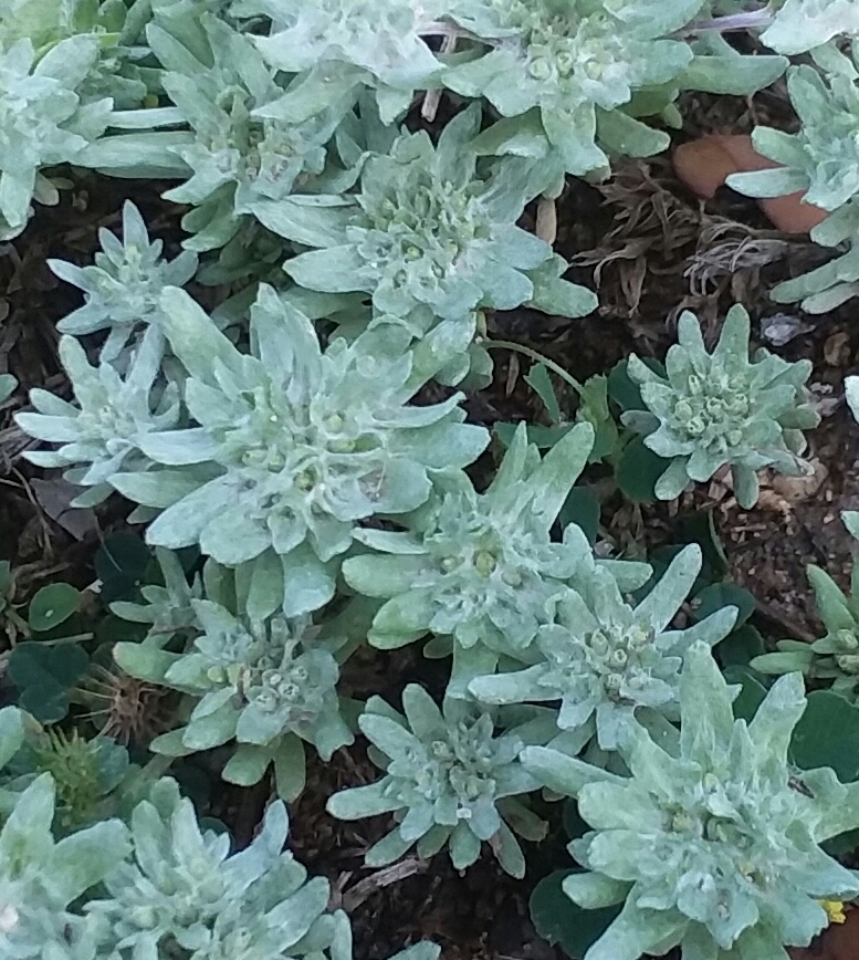 rabbit tobacco alabama flathead rabbit tobacco (Diaperia prolifera) · iNaturalist