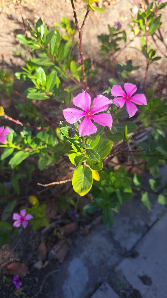 Madagascar Periwinkle from Edith Stephens Nature Reserve, Edith ...