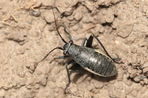 Anapus freyi