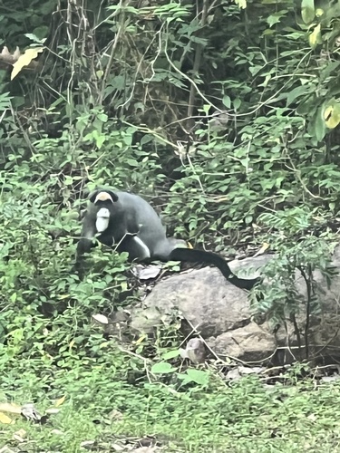 De Brazza's Monkey