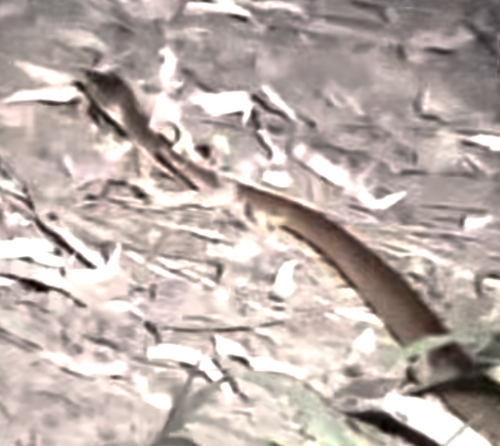 Brown Tree Snake sighting