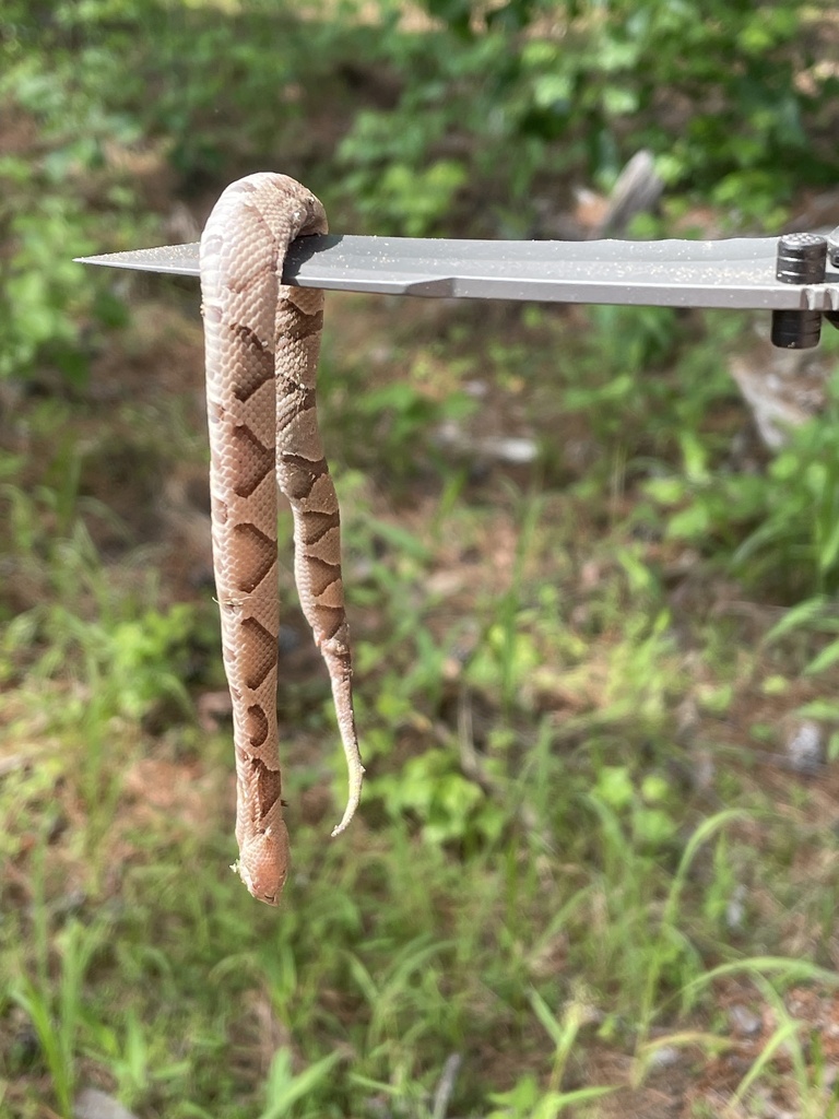 Eastern Copperhead from Atlanta State Park, Douglassville, TX, US on ...