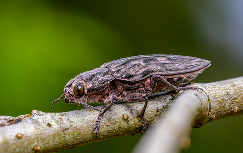 Western Sculptured Pine Borer