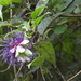 Passiflora mapiriensis - Photo (c) Carlos Miguel Landivar, all rights reserved, uploaded by Carlos Miguel Landivar