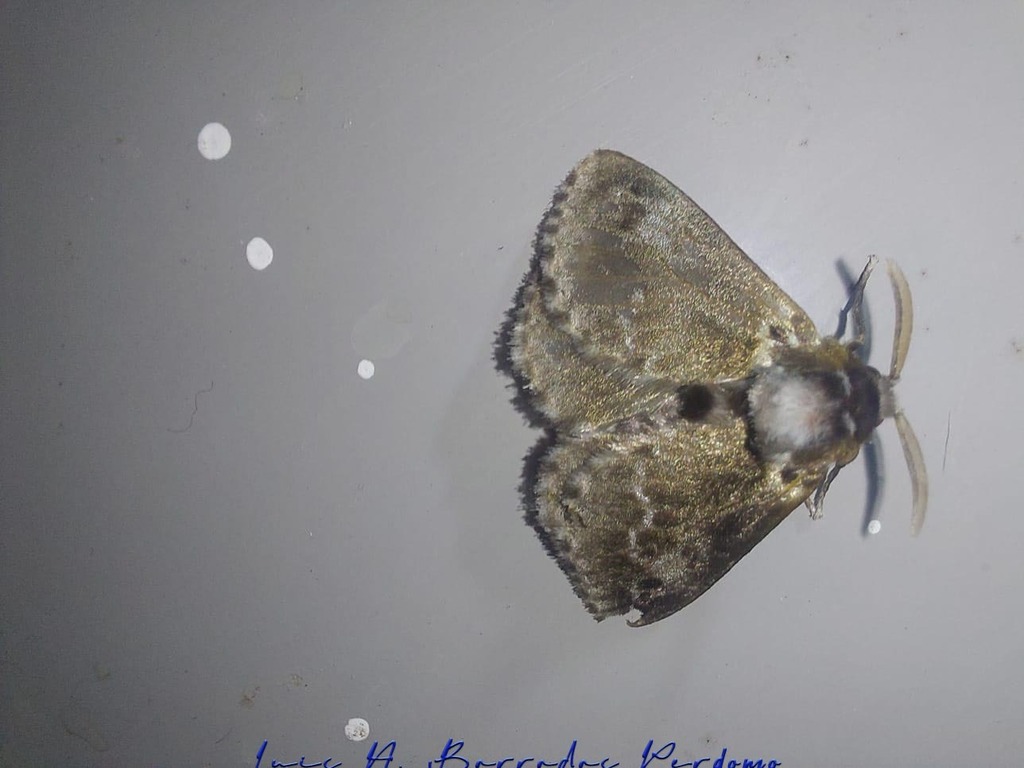 Podalia Habitus From Rancho El Sina Jilotepec Ver M Xico On May