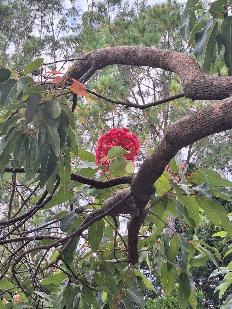 Bloodgums from Freemans Dr opp Avondale Retirement Village, Cooranbong