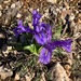 Iris planifolia - Photo (c) Marco Piga, kaikki oikeudet pidätetään, lähettänyt Marco Piga