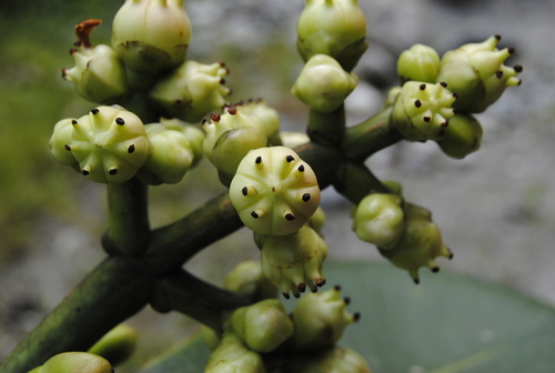 Clusia sphaerocarpa · iNaturalist