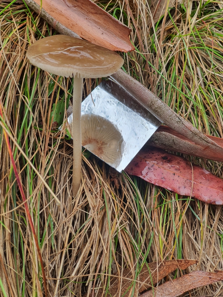 Oudemansiella gigaspora from Molong NSW 2866, Australia on May 5, 2024