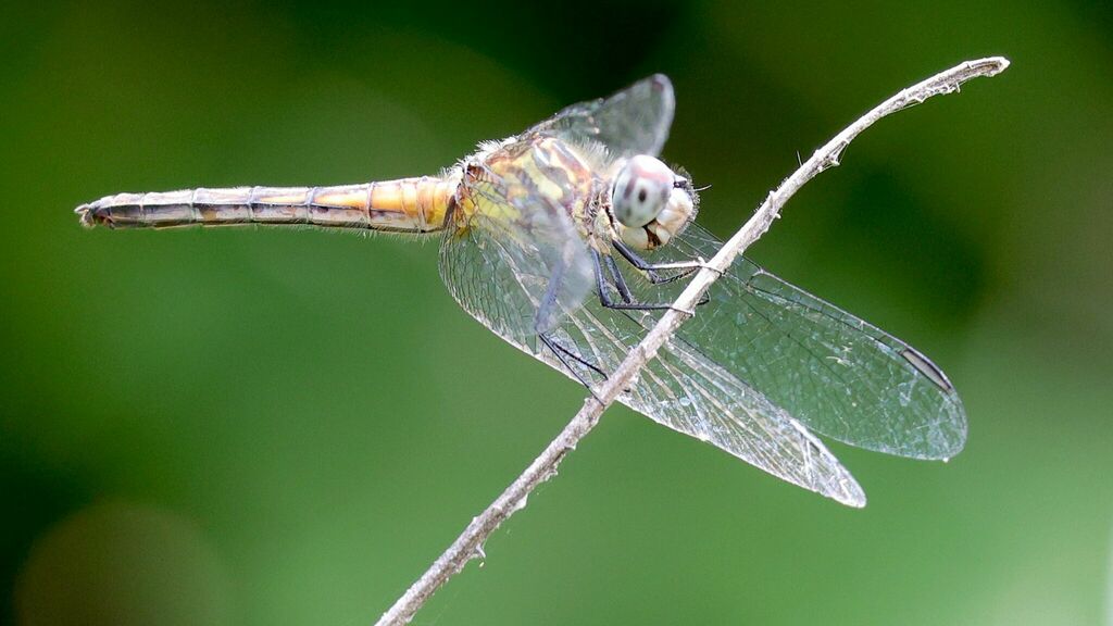 Blue Dasher from Harris County, TX, USA on May 4, 2024 at 01:55 PM by ...