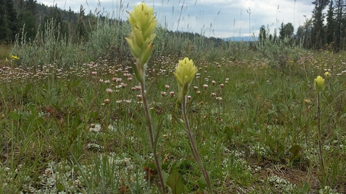 Castilleja aquariensis