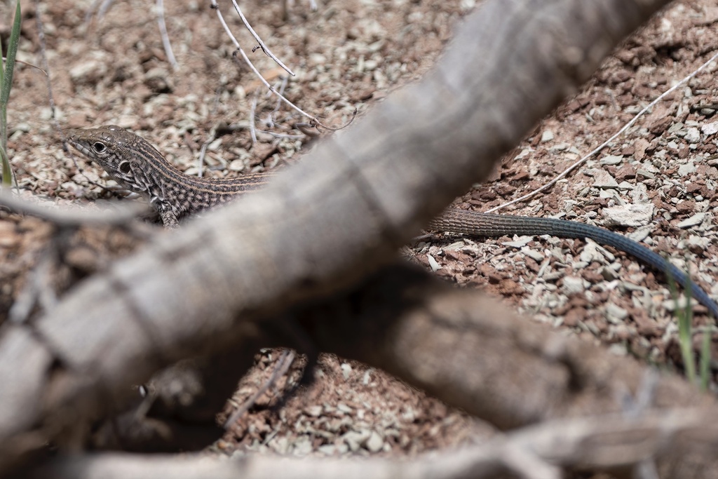 Western Whiptail from Red Rock Canyon National Conservation Area, Blue ...