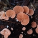 Crepidotus roseus - Photo (c) YeferA.S., all rights reserved, uploaded by YeferA.S.