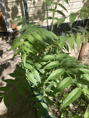 tree-of-heaven