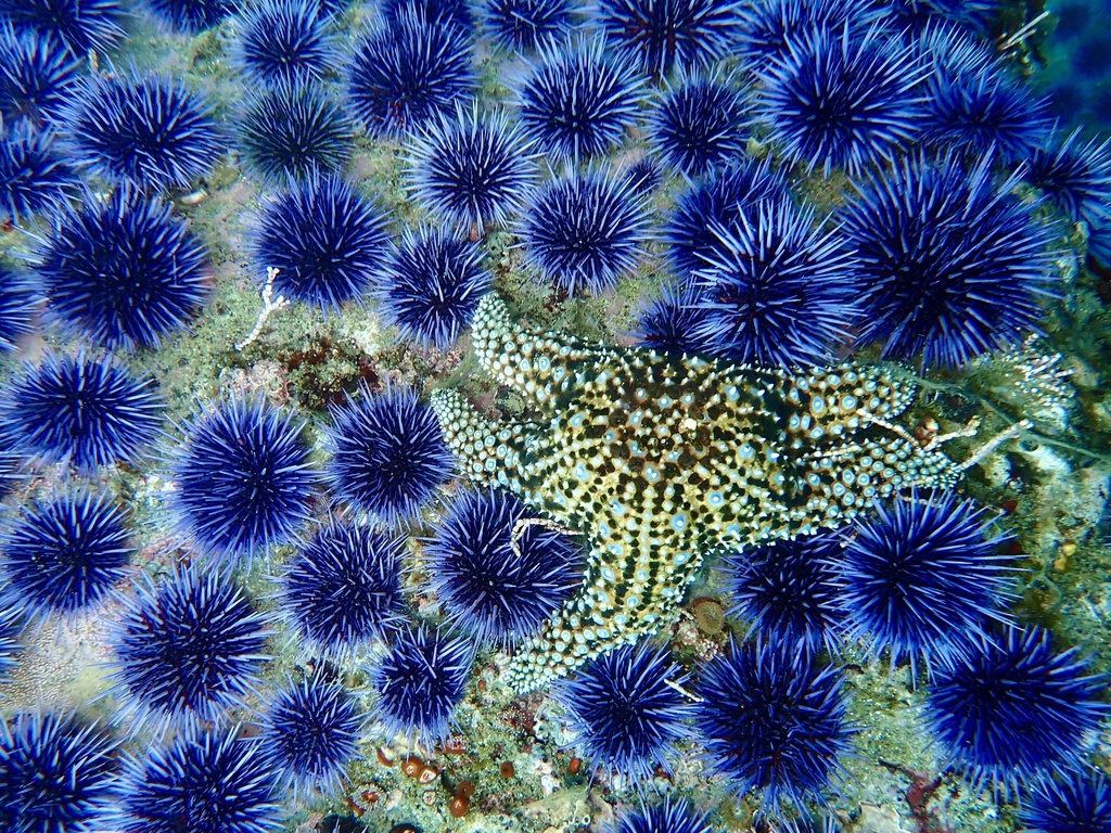 Giant Sea Star in May 2024 by Andrew Harmer · iNaturalist