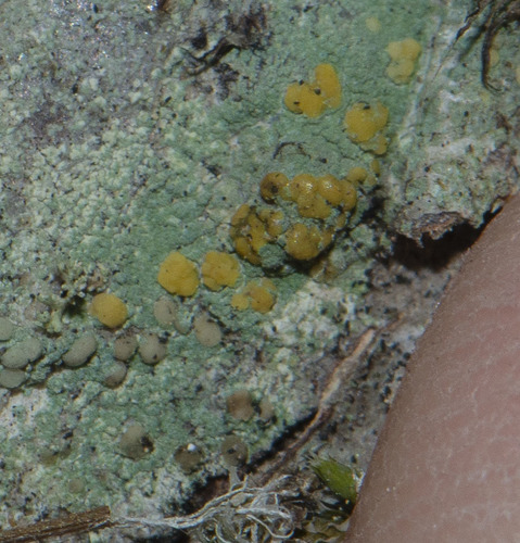 Fused Rim Lichen