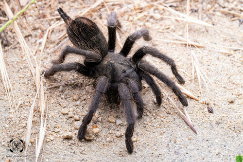 Steindachner's Ebony Tarantula