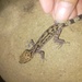 Bu Dop Bent-toed Gecko - Photo (c) Châu Hồng Phúc, all rights reserved, uploaded by Châu Hồng Phúc