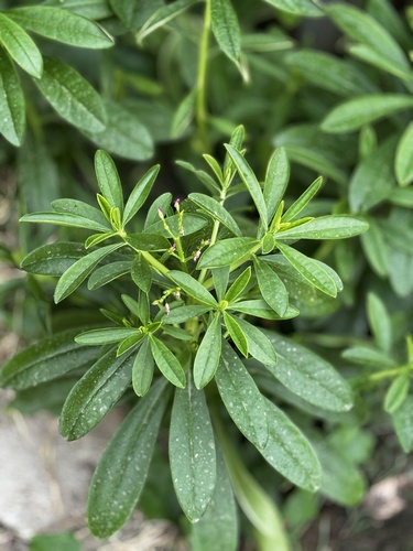 Philippine spinach