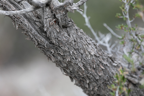 Curlleaf Mountain Mahogany