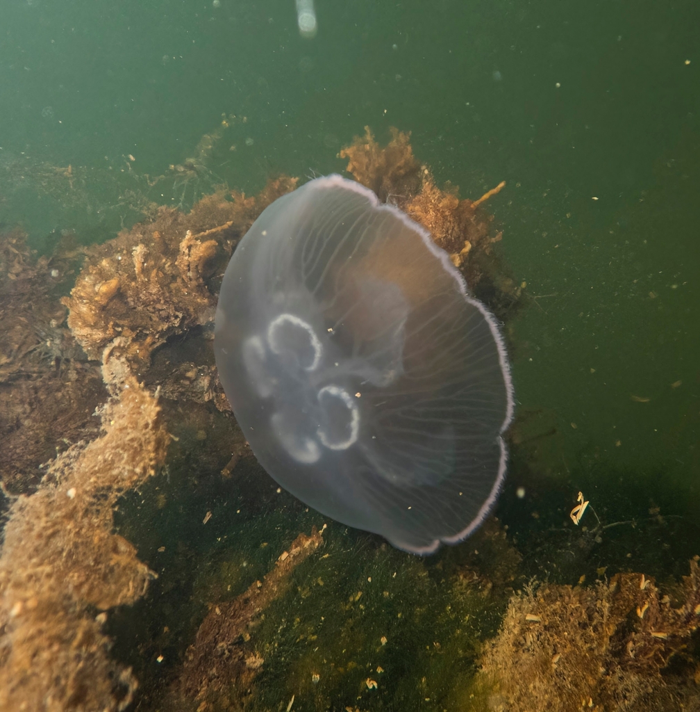 Common Moon Jelly from Danmark on May 5, 2024 at 09:18 AM by Lærke ...