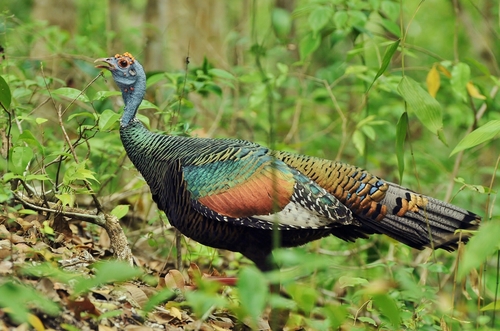 Ocellated Turkey