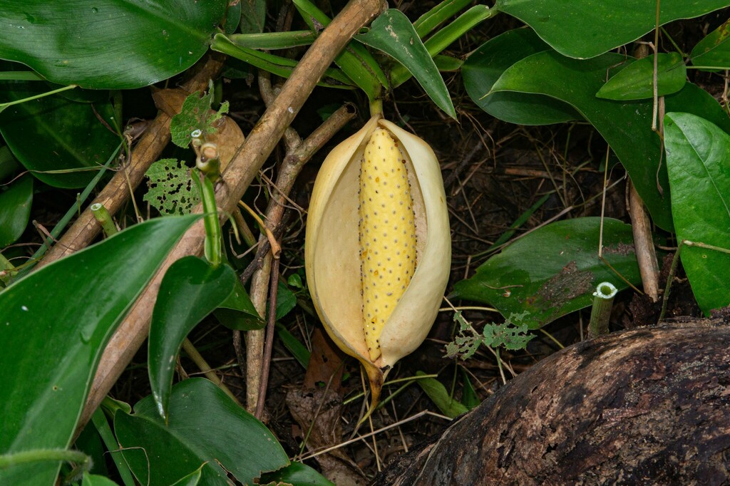Scindapsus officinalis (Scindapsus officinalis)