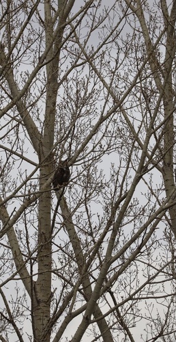 Great Horned Owl