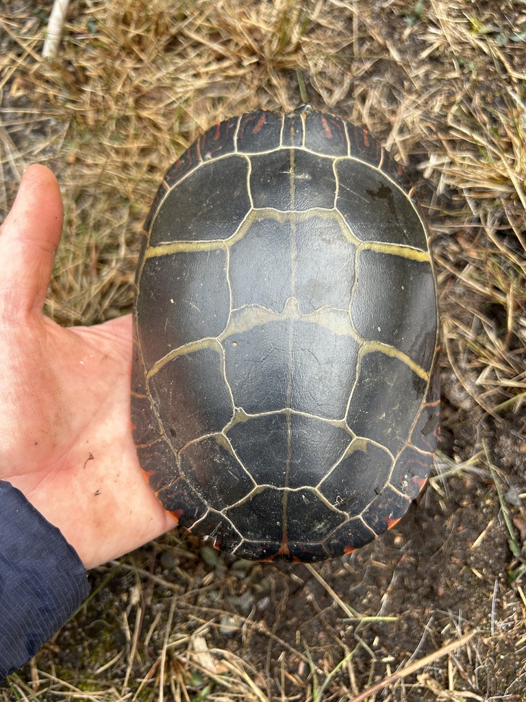 Eastern Painted Turtle from Nantucket Island, Nantucket, MA, US on ...