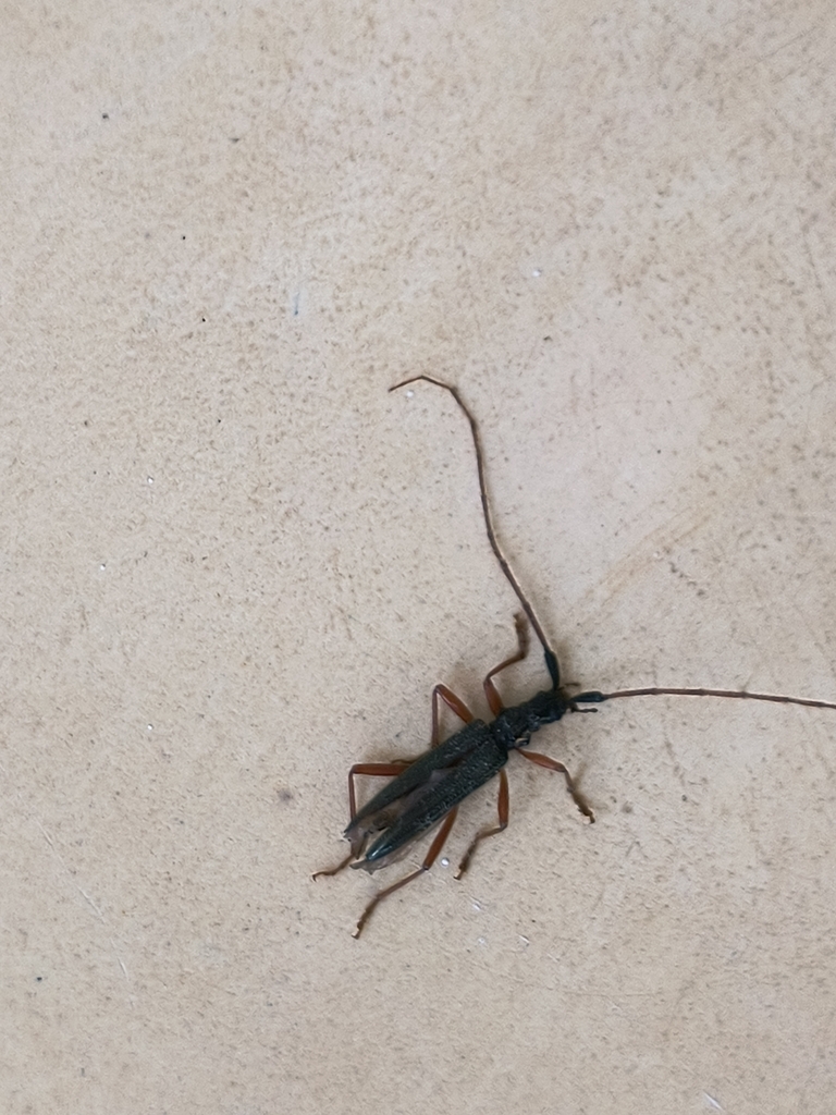 Longhorn Beetles and Allies from 100 meters north of the Gas Station