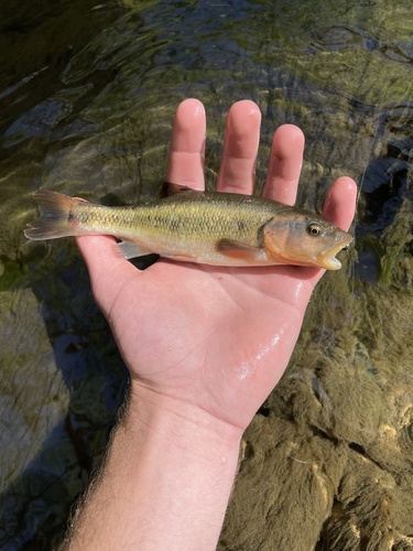 Creek Chub