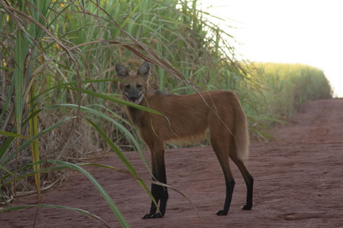 Maned Wolf