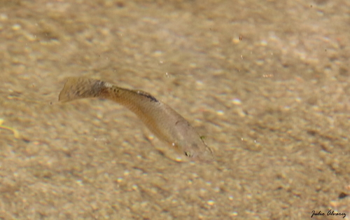 Pacific Molly