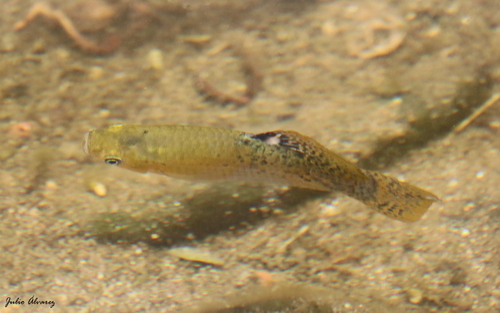 Pacific Molly