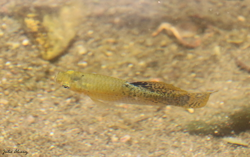 Pacific Molly
