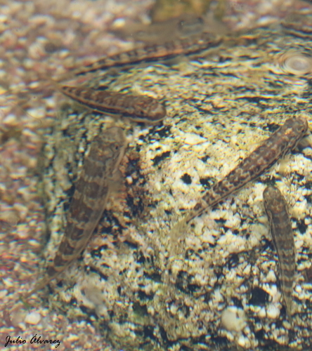Multispotted Goby