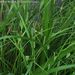 Carex maculata - Photo (c) 松蘿, all rights reserved, uploaded by 松蘿