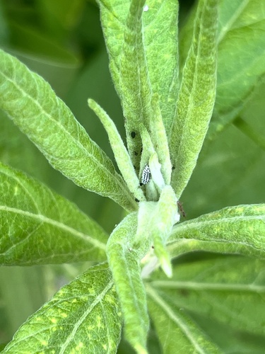 iNaturalist observation photo of Mealybug Destroyer