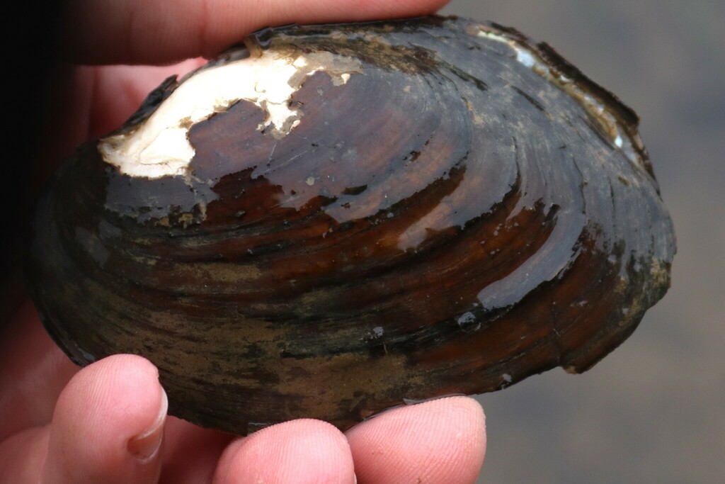 Upper Mucket Mucket from Oil City, PA 16301, USA on May 5, 2024 at 10:52 AM by ...