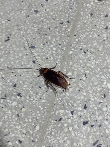 American Cockroach