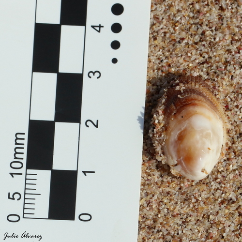 Pilosabia trigona