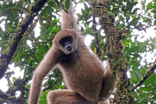 Brachyteles arachnoides (É.Geoffroy Saint-Hilaire, 1806)