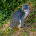Sinipingviini - Photo (c) flwildbeauty, kaikki oikeudet pidätetään, lähettänyt flwildbeauty
