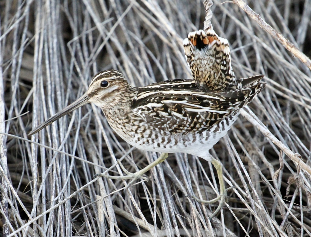 Wilson's Snipe from Taquanyah Conservation Area, Haldimand County, ON ...
