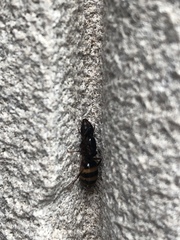 Camponotus subbarbatus image