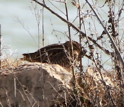 Common Snipe